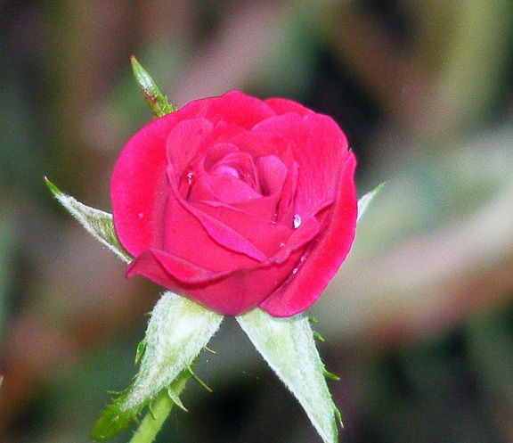 Wild Plum photo wp2013_08150005_zpsa58e8193.jpg